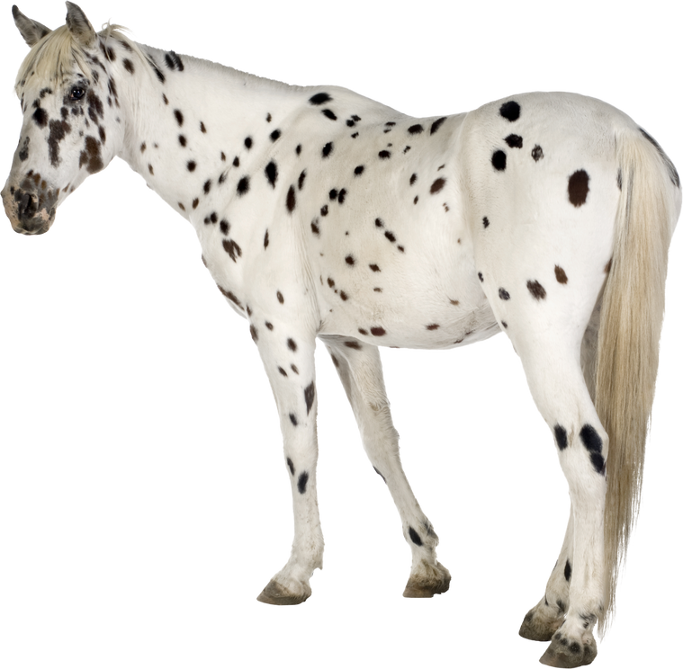Spotted Appaloosa Horse Cutout